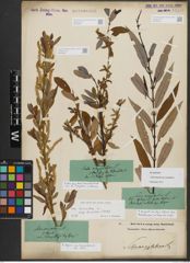 Foto von Salix triandra subsp. amygdalina (L.) Schübl. & G. Martens